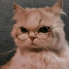 Mr. Meo Meo